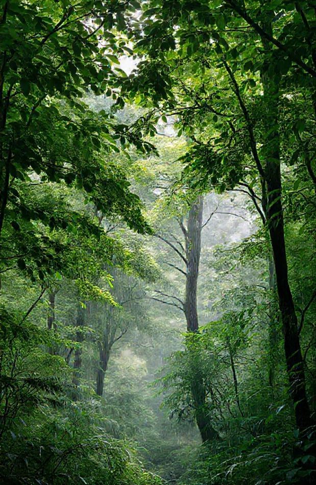 Rainy Forest Wallpaper
