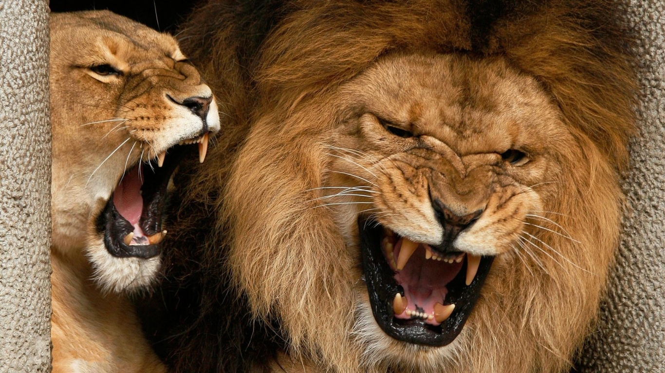 Roaring Lions X HDtv Wallpaper