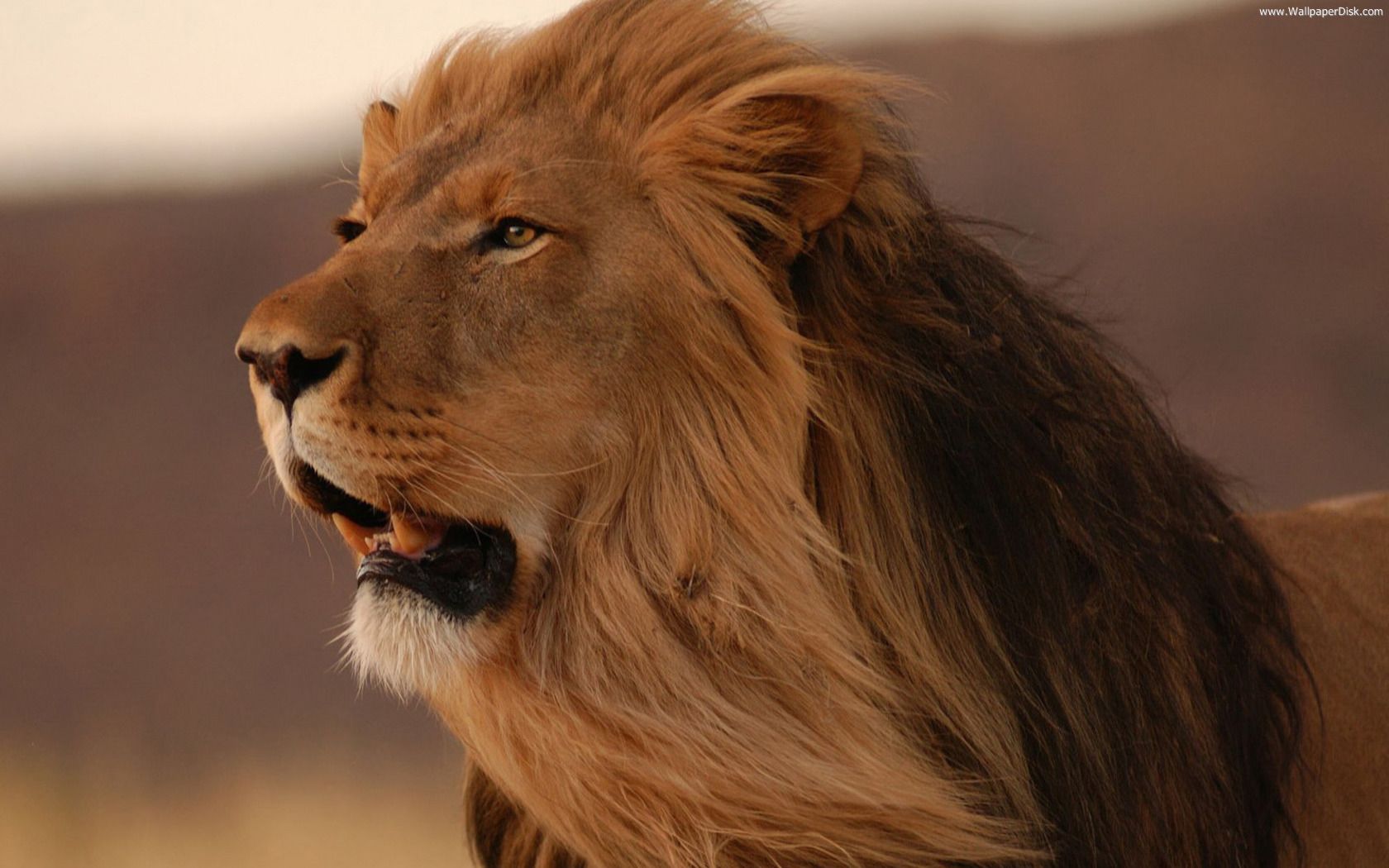 Best lion roaring desktop wallpapers background collection