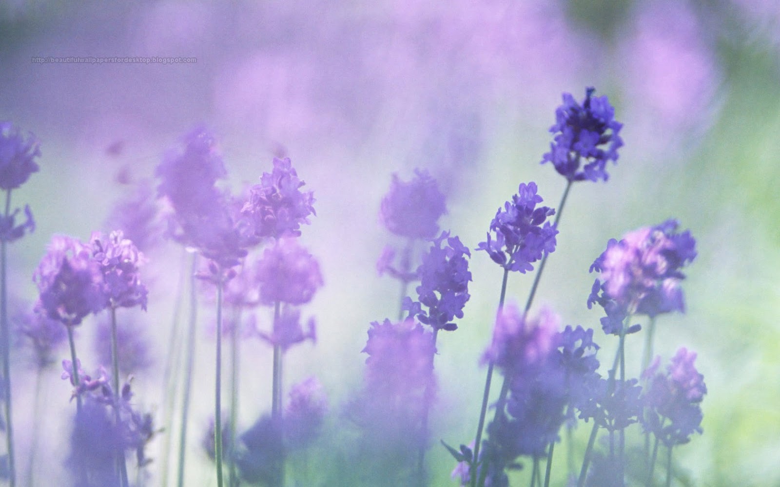 Beautiful Wallpaper For Desktop Purple Flowers Hd