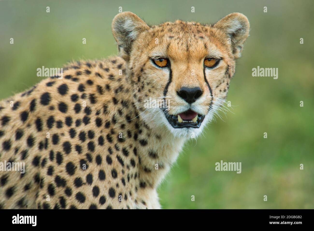 Cheetah Acinonyx Jubatus Ndutu Ngorongoro Conservation Area