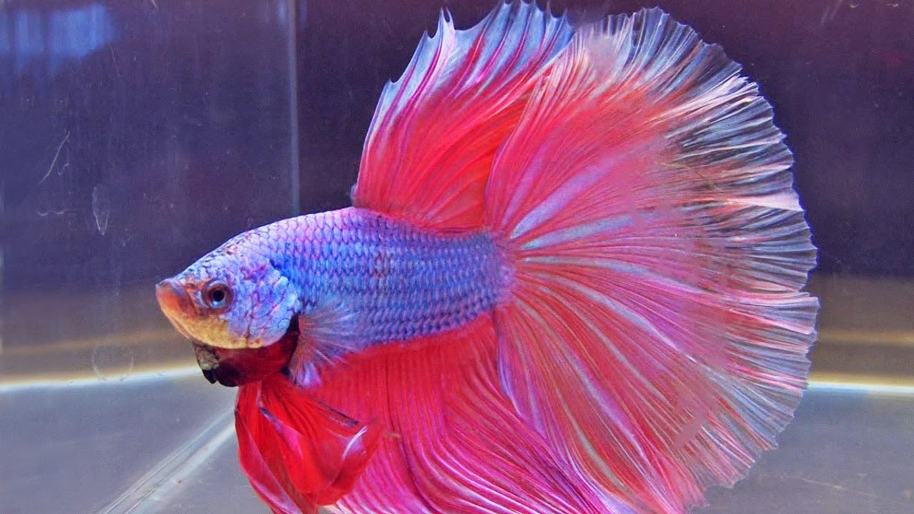 Betta Photo And Wallpaper Cute International Pictures