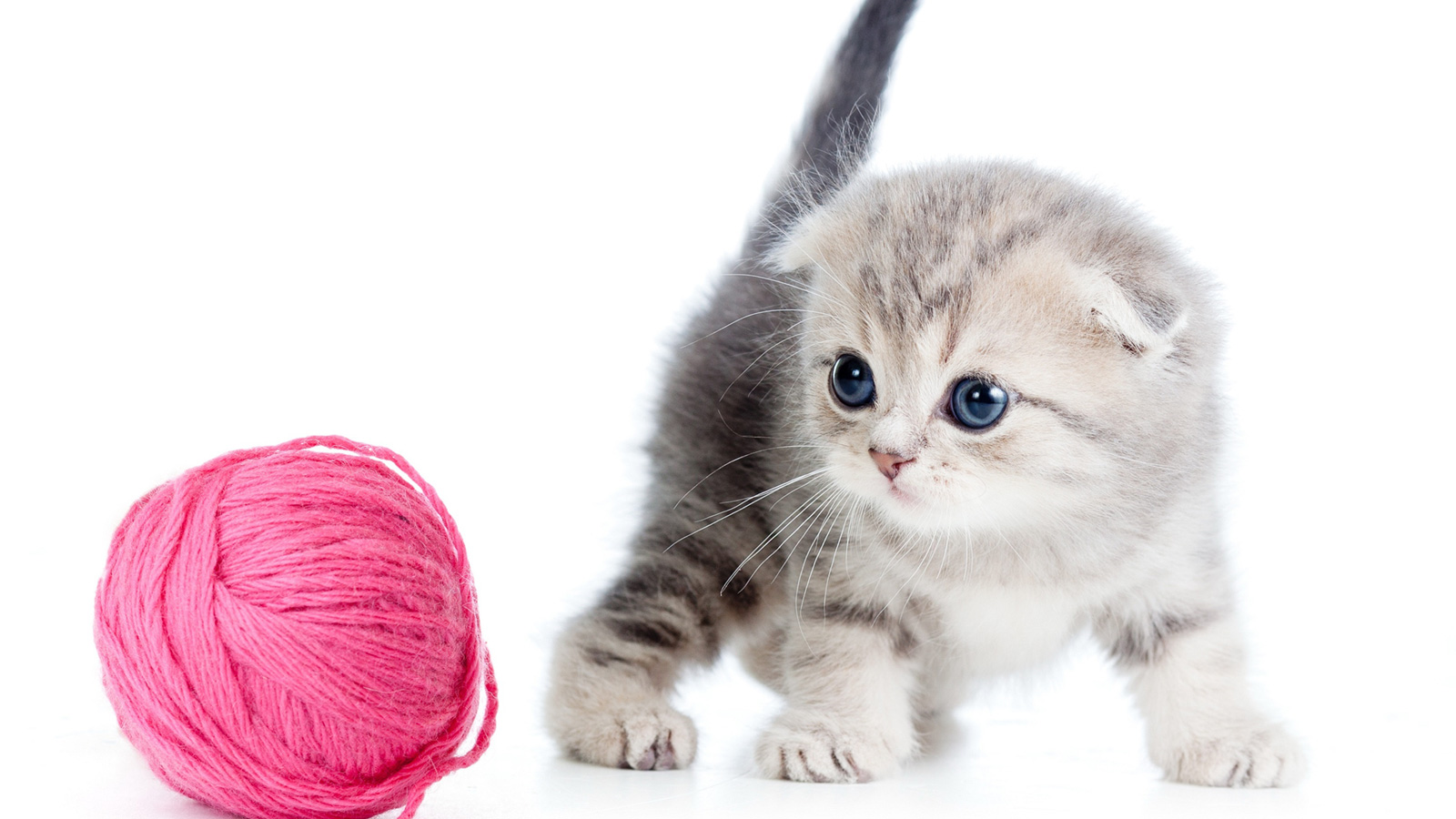 Scottish Fold Kitten Ball Thread HD Cat Wallpaper