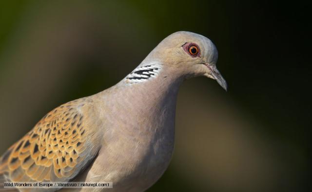 Bbc Nature Turtle Dove Videos News And Facts