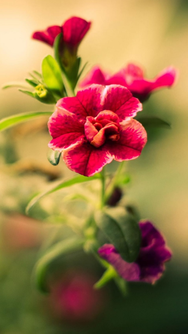 Red Blurry Flower iPhone 5s Wallpaper