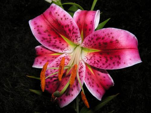 Stargazer Lily Wallpaper Pictures