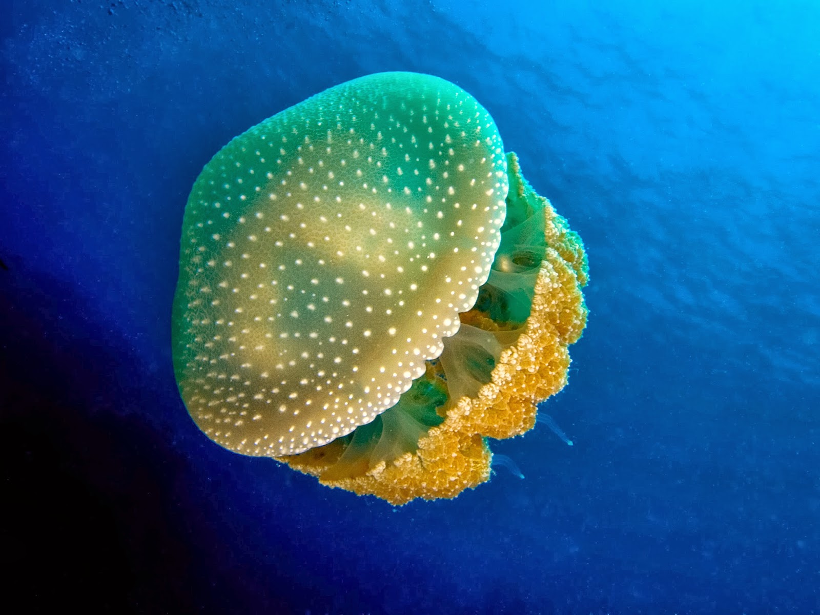 Sea Wasp Jellyfish HD Wallpaper Top