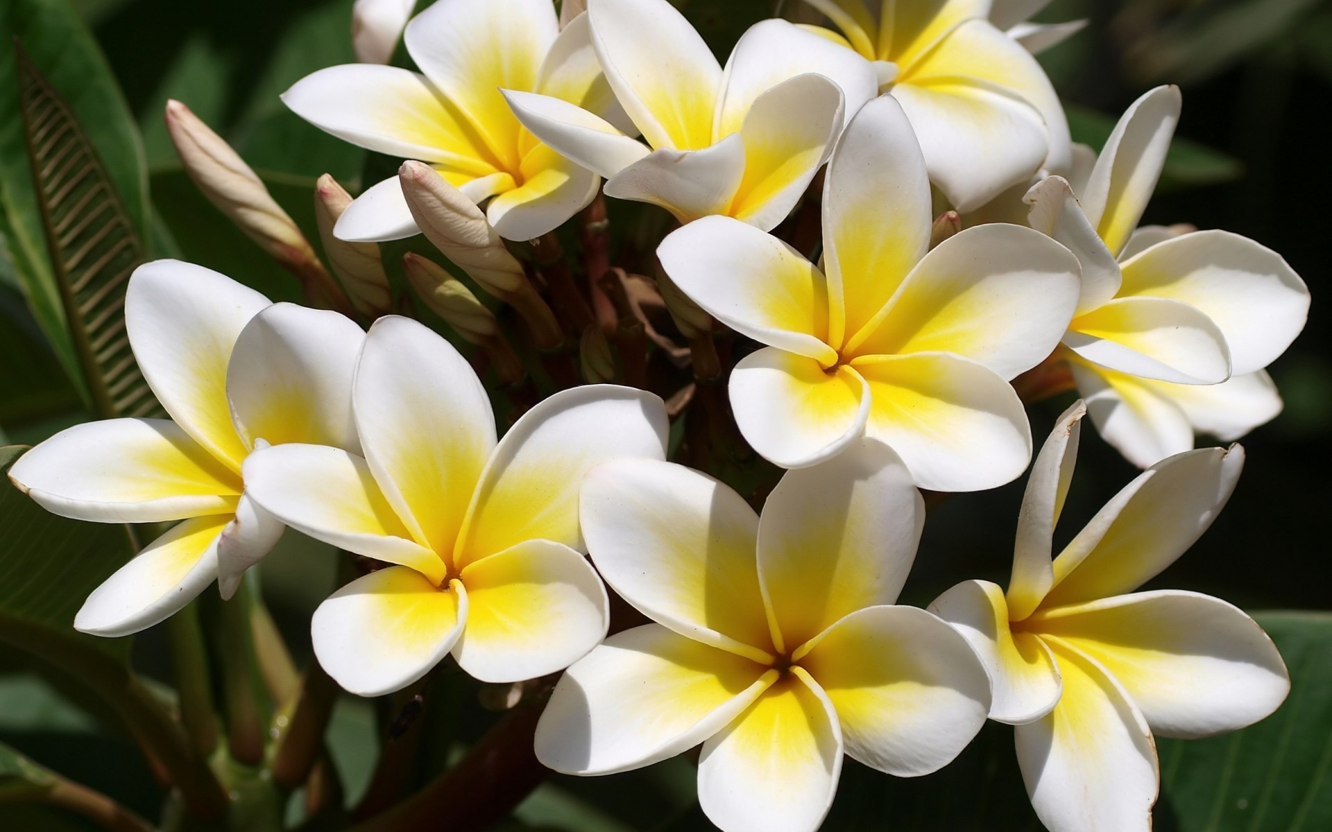 Flowers Plumeria Frangipani White Yellow Wallpaper