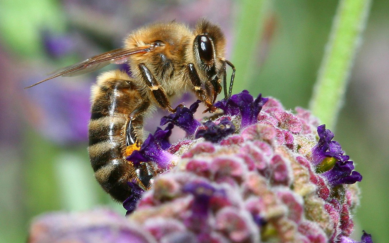 Bee And Purple Bouquet HD Desktop Wallpaper Animal