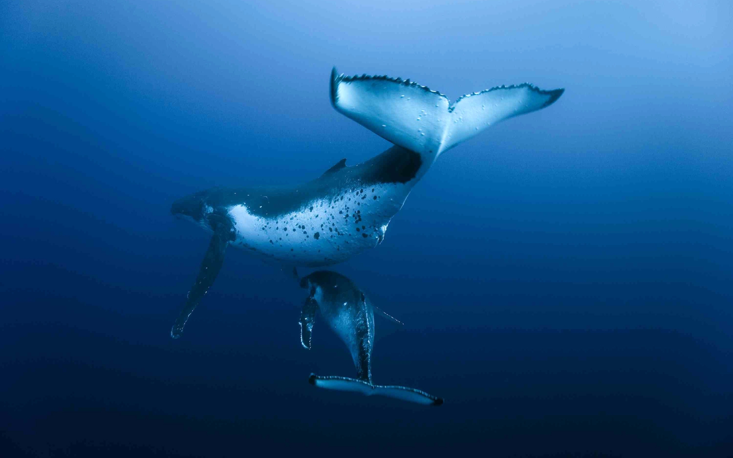 Underwater Whale Ocean Wallpaper
