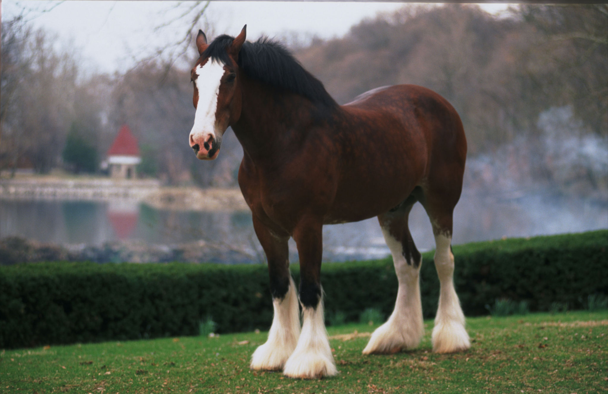Budweiser Clydesdales Wallpaper Image
