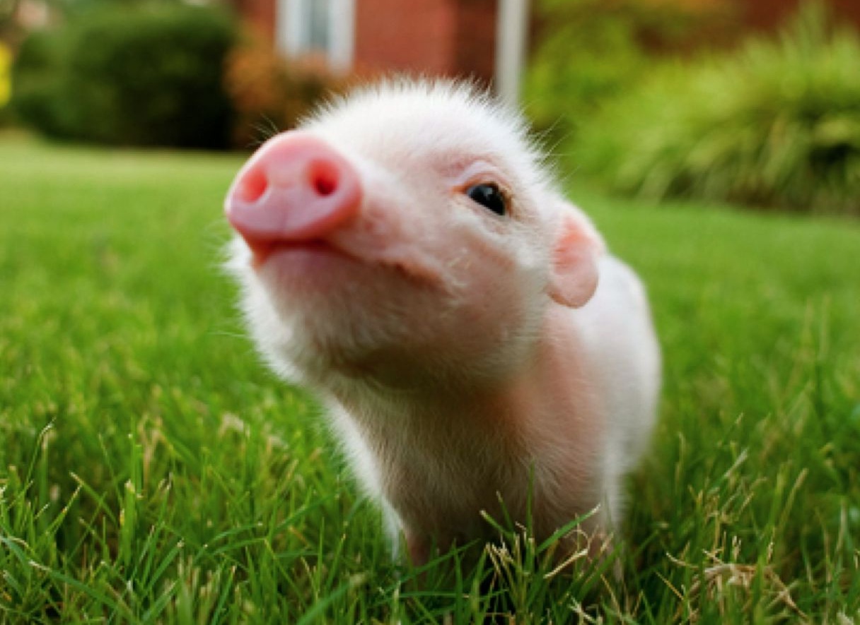 Cute Baby Pigs Wallpaper Galleryhip The