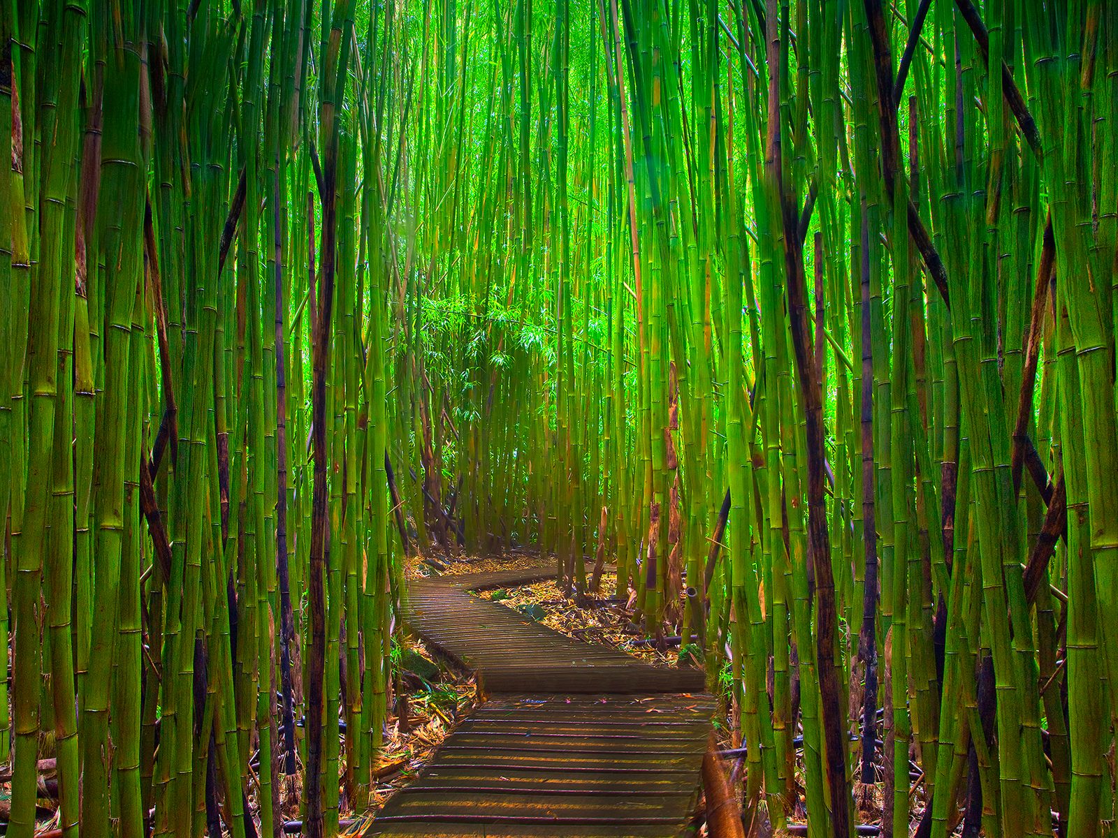 Bamboo Wallpaper Border
