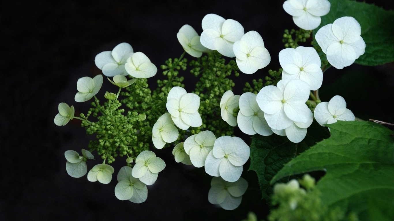White Hydrangea Wallpaper In Flowers Plants With