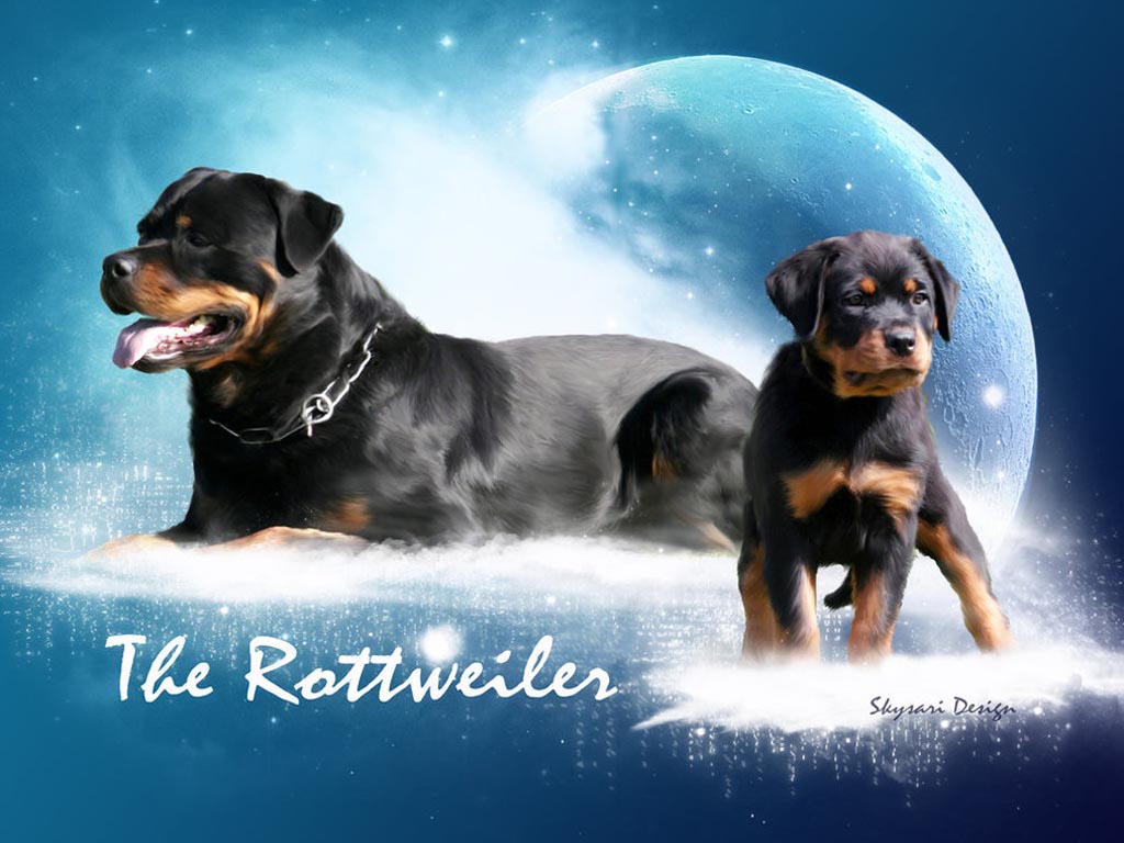 Rottweiler Puppies Wallpaper Hd Desktop Background Hivewallpaper