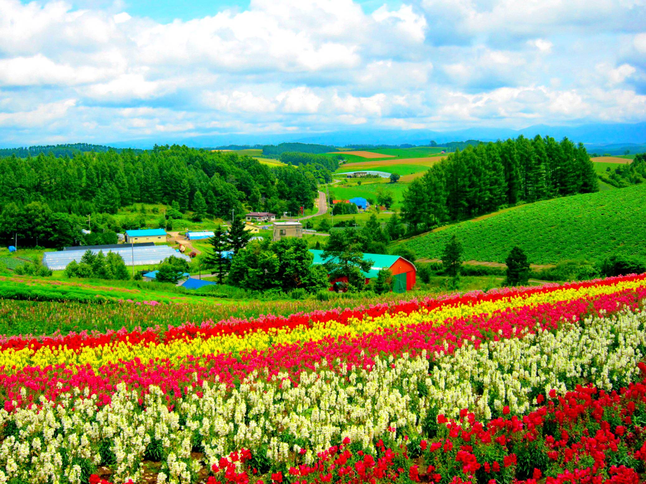 Field Of Flowers Wallpaper