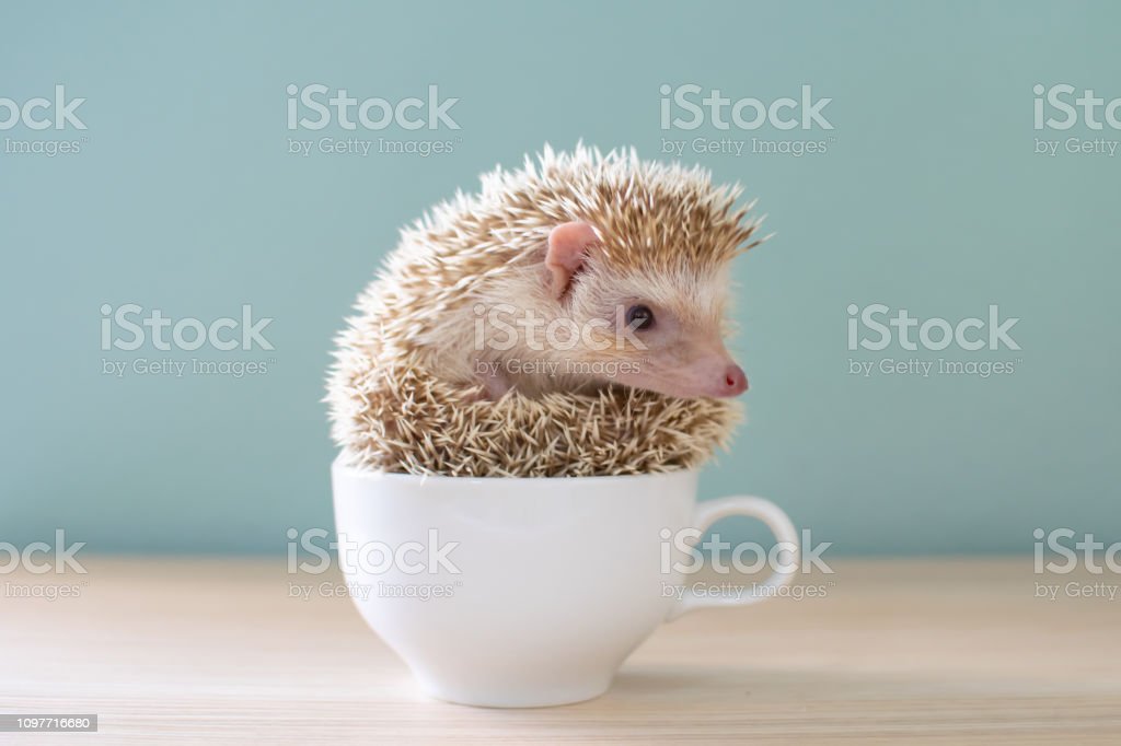 Cute Hedgehog On A Cup Stock Photo   Download Image Now   Hedgehog