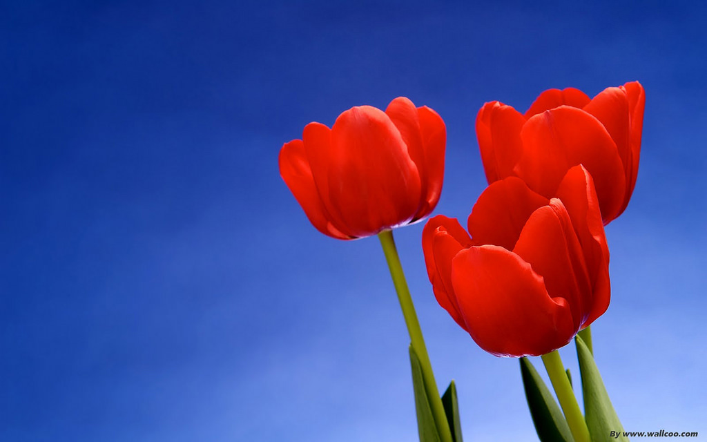 Beautiful Flower Wallpapers For Desktop Animated 4K Resolution