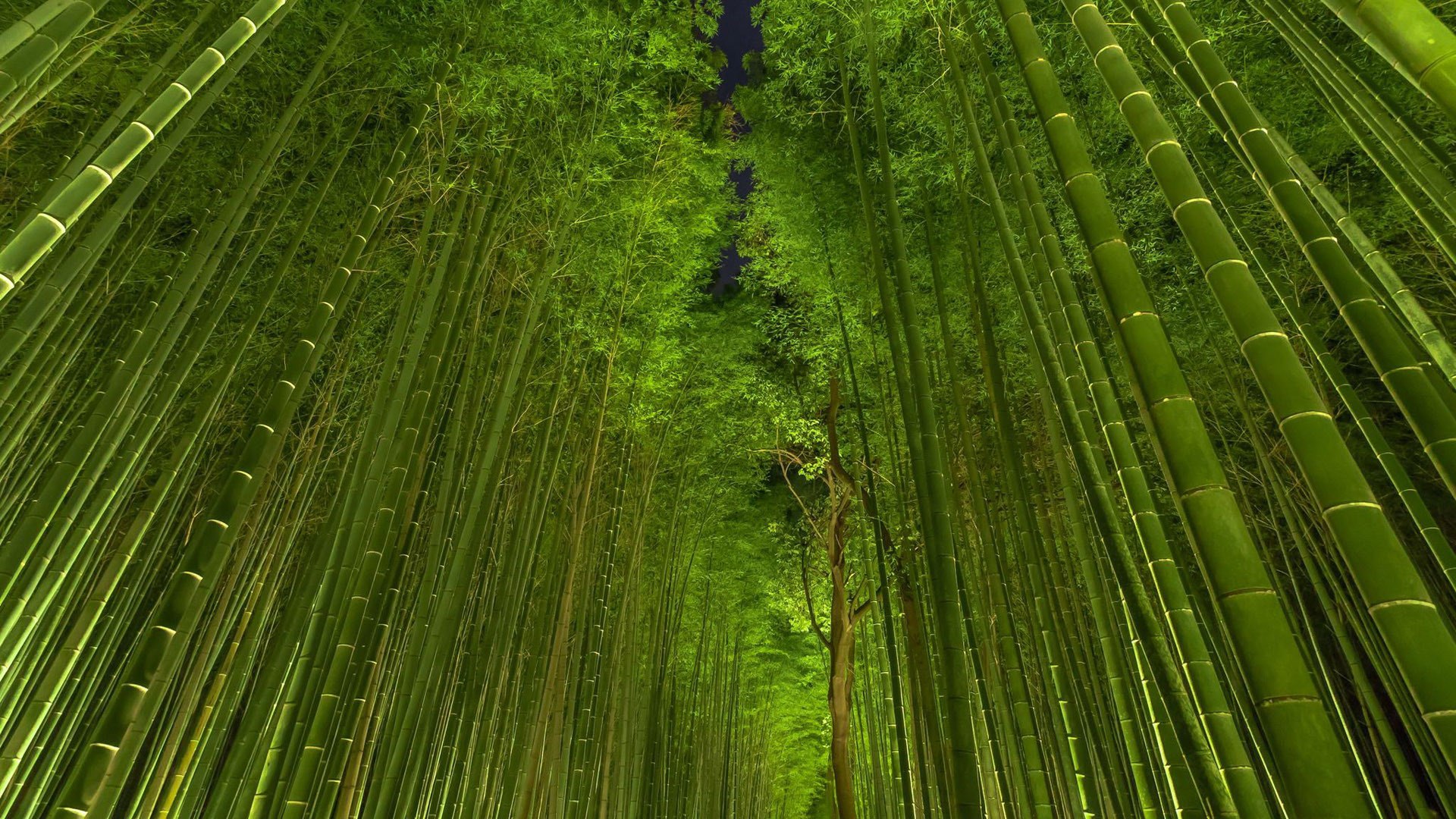 HD Bamboo Wallpaper