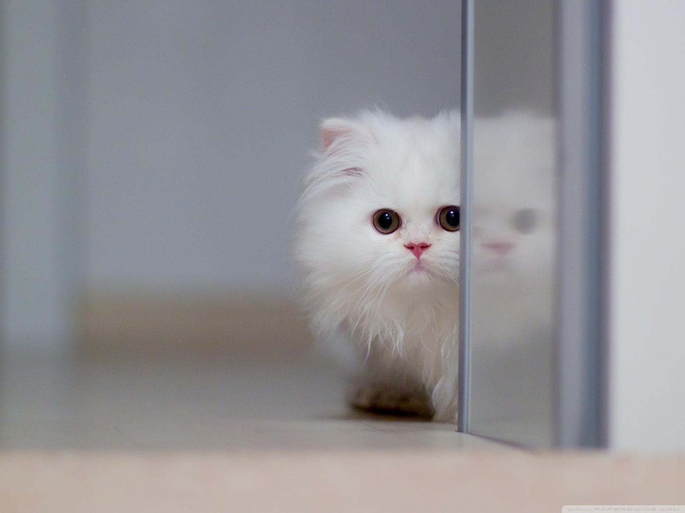 Cute White Cat Ultra HD Desktop Background Wallpaper for 4K UHD TV