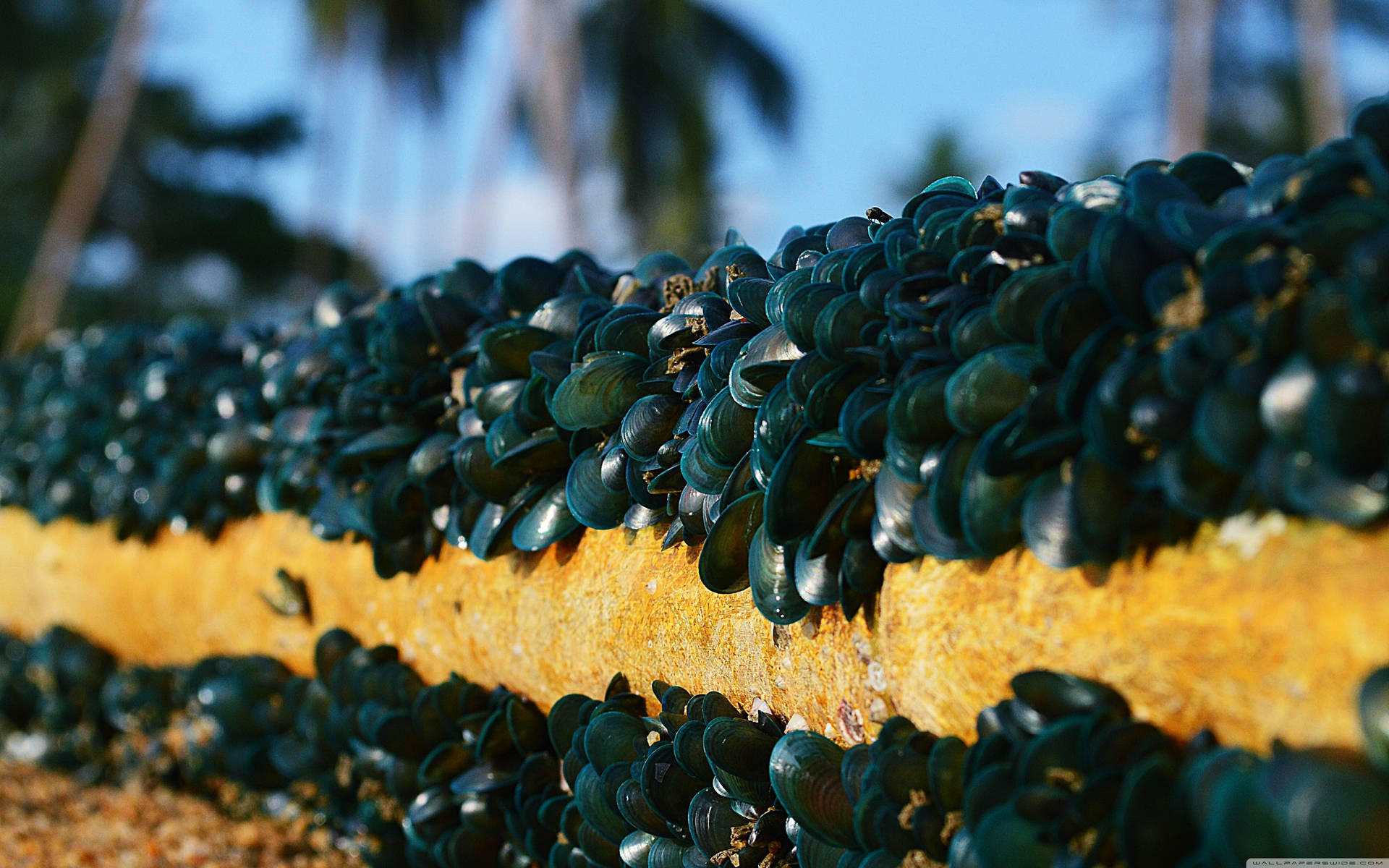 Mussel Wallpaper S