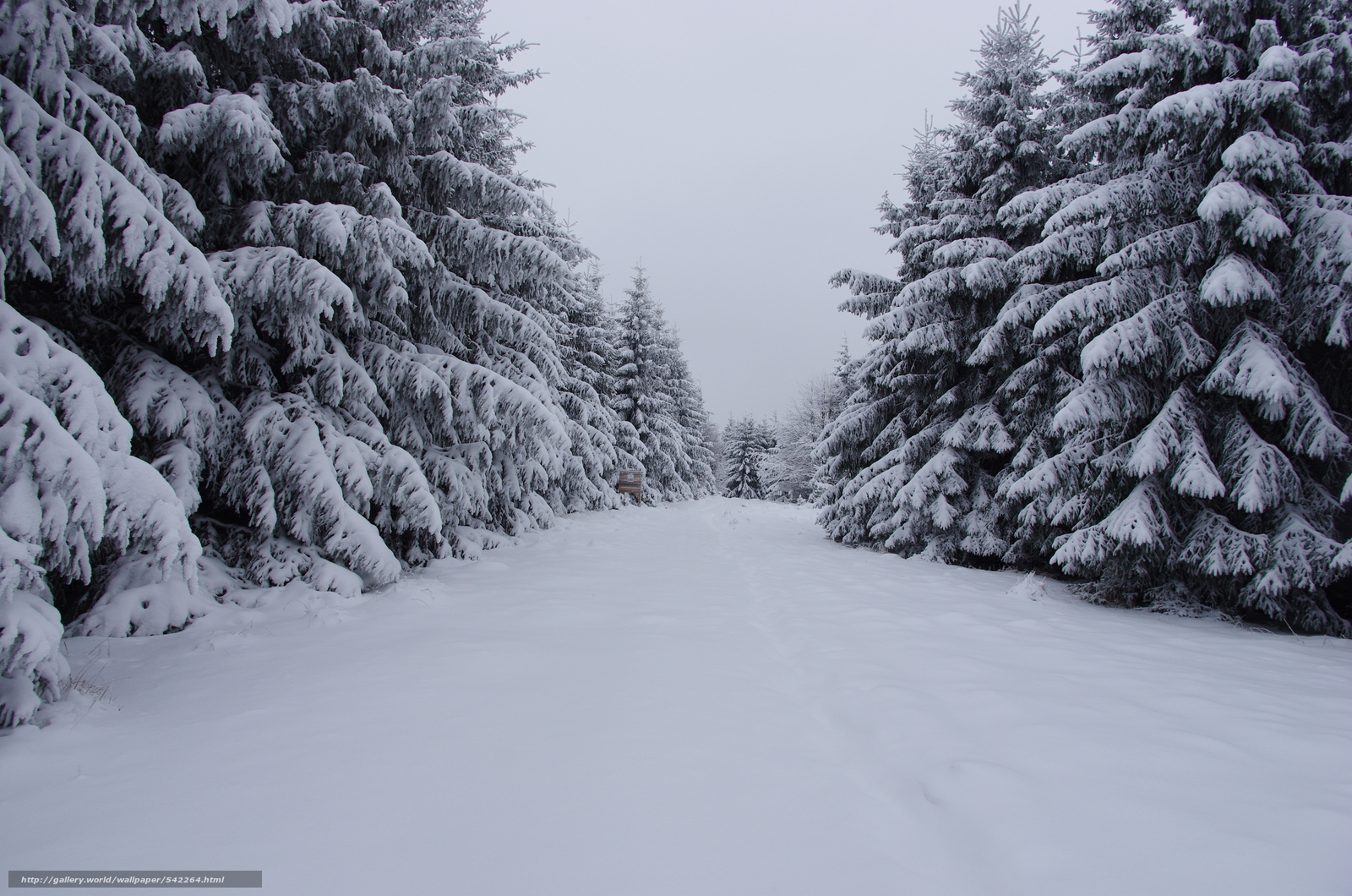 Wallpaper Winter Trees Snow Landscape Desktop