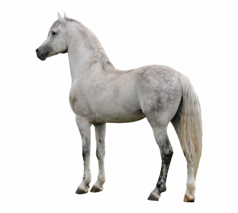 Horse Png Transparent Image Background