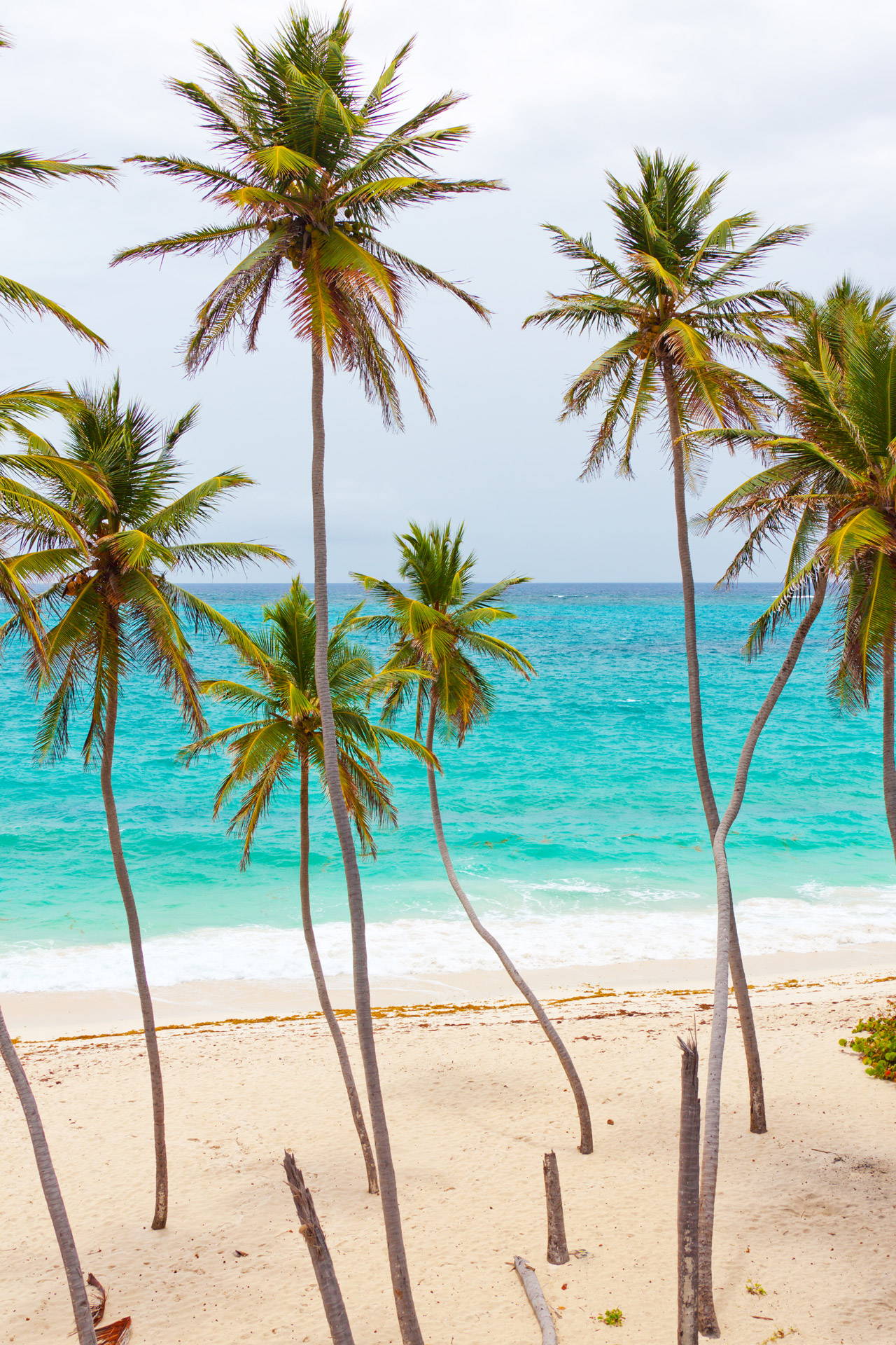 Tropical Beach With Palm Trees Free Stock Photo HD   Public Domain
