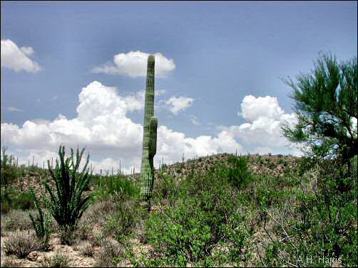 Sonoran Desert Scene Near Tucson Az A Saguaro Stands In The