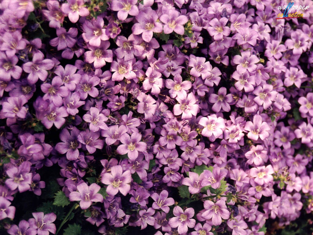Flower Screensavers And Wallpaper HD Walls Find