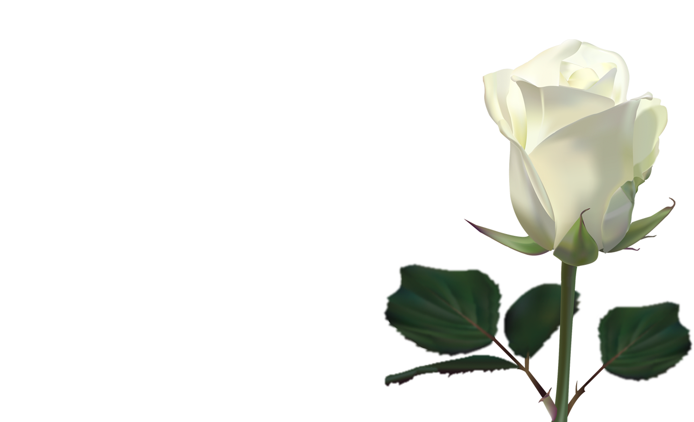 White Rose Wallpaper By Lilianneret