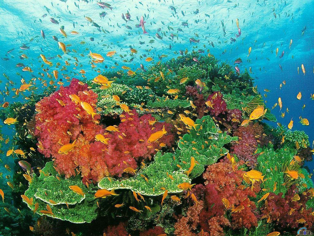 Wallpaper fish coral reef Australia Gold Coast Reef Great