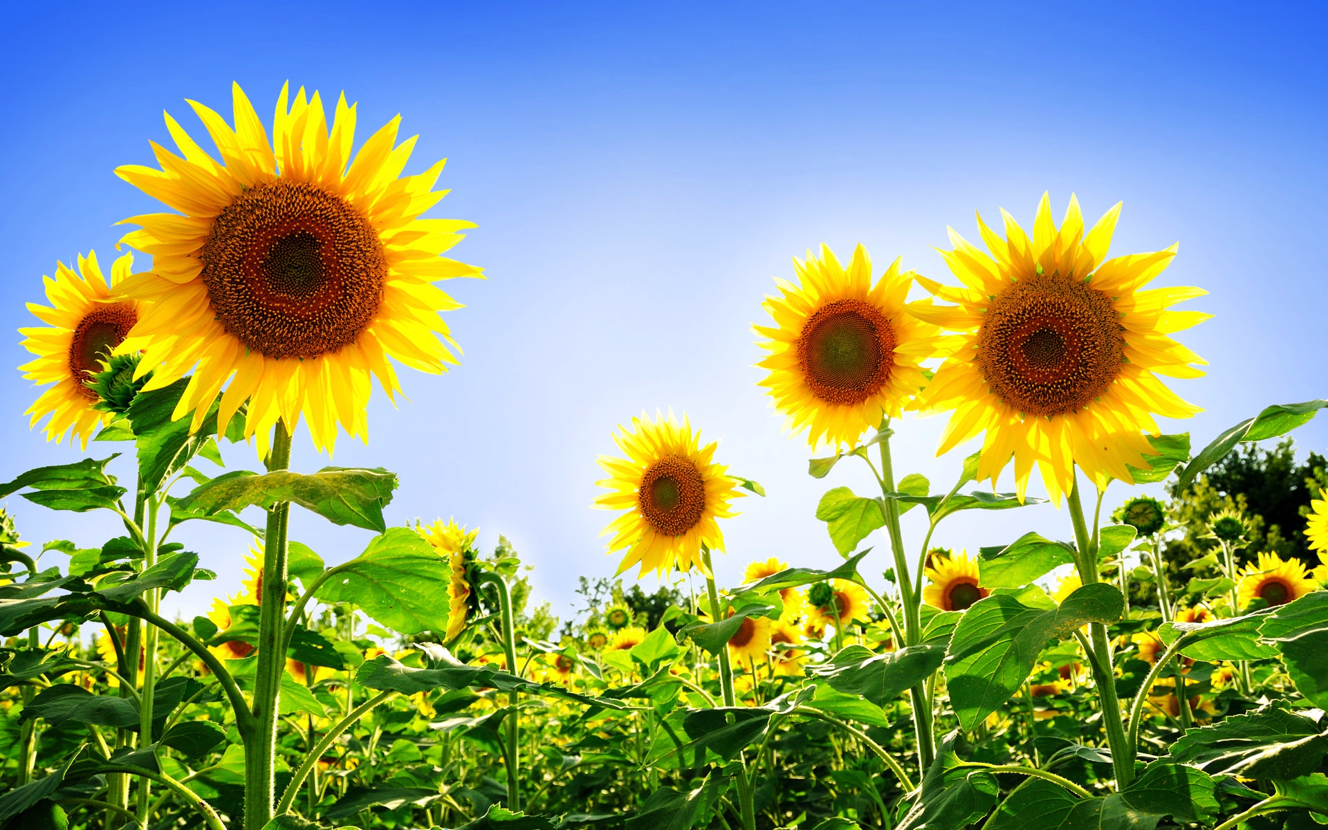Gorgeous Sunflowers Wallpaper HD