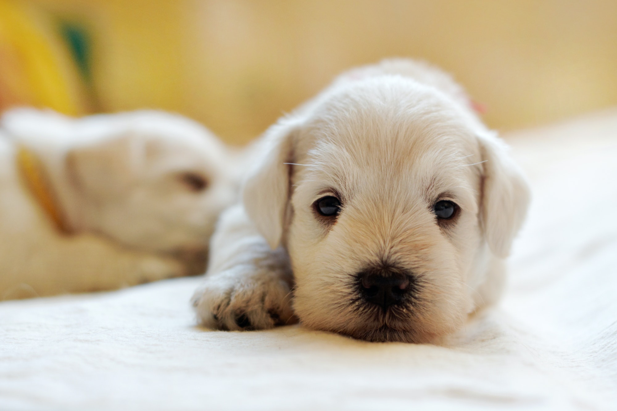 Puppy Care Wallpaper