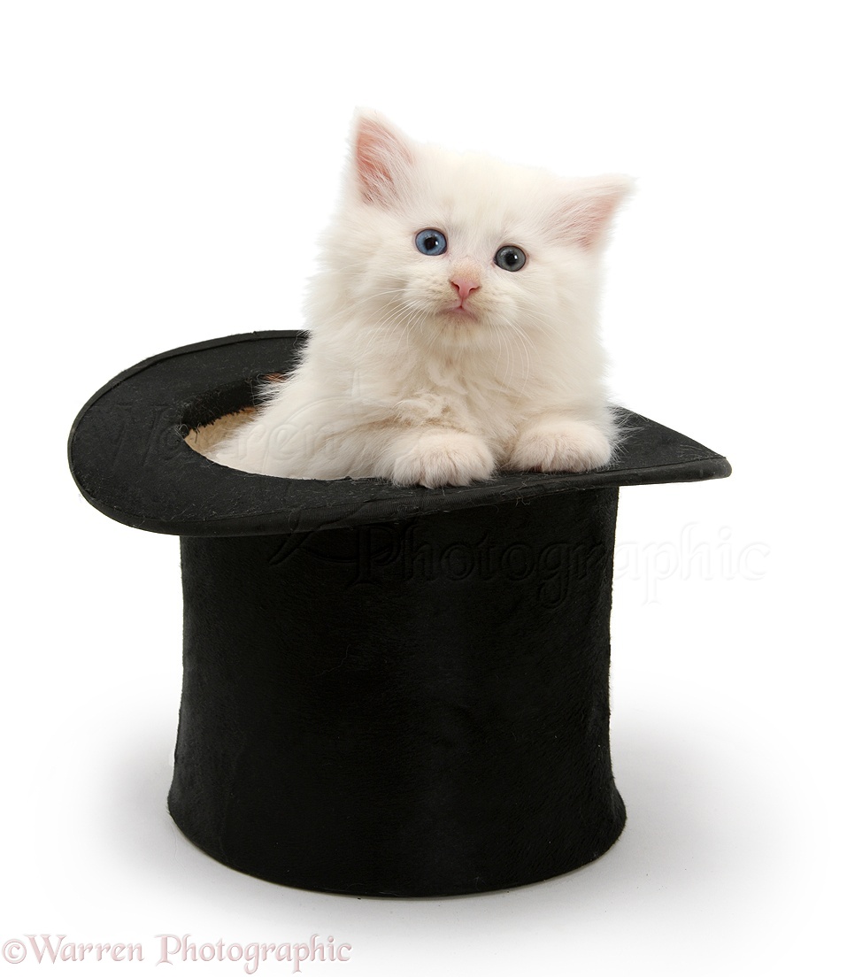 White Maine Coon kitten in a top hat photo WP19639