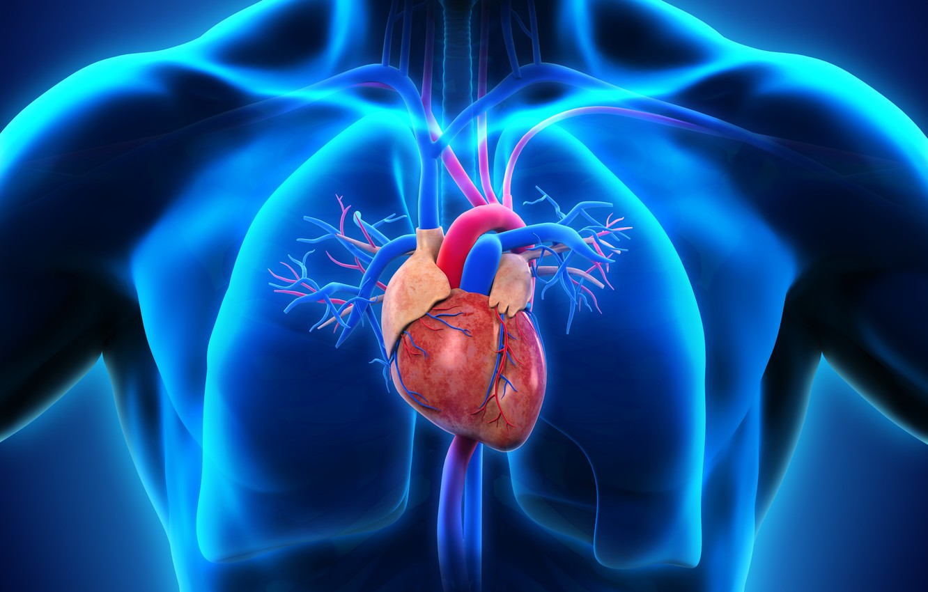 Wallpaper Heart Man Medicine Lungs Image For Desktop Section