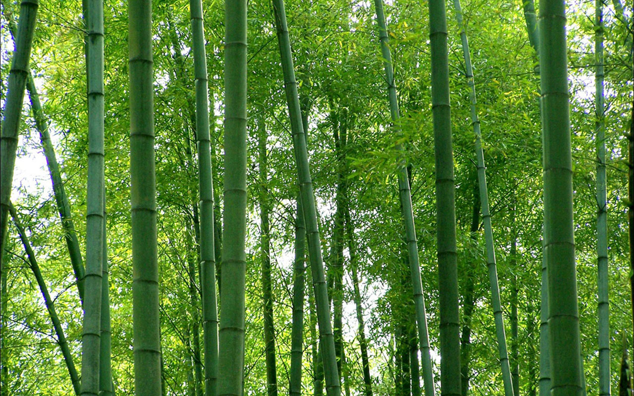 Bamboo Desktop Wallpaper Shunan Green