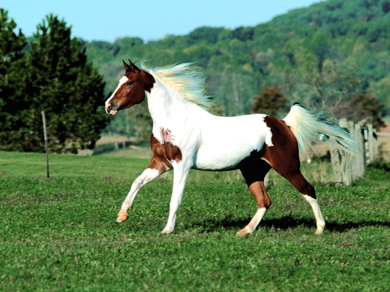 Free Download Hd Animals Wallpapers Beautiful Pinto Horse 1600x1200