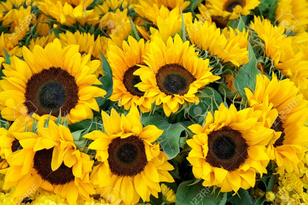 Sunflowers Background Stock Photo Picture And Royalty Image