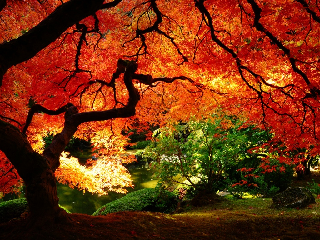 Maple In Autumn Desktop Pc And Mac Wallpaper