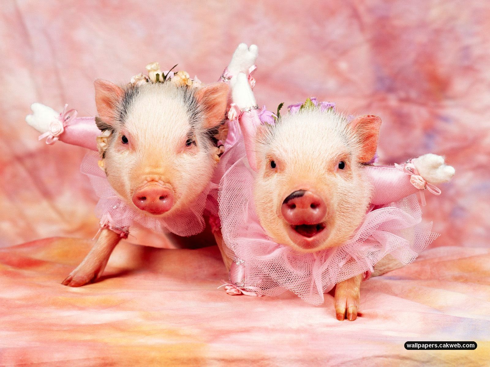 Adorable Pigs In Tutus