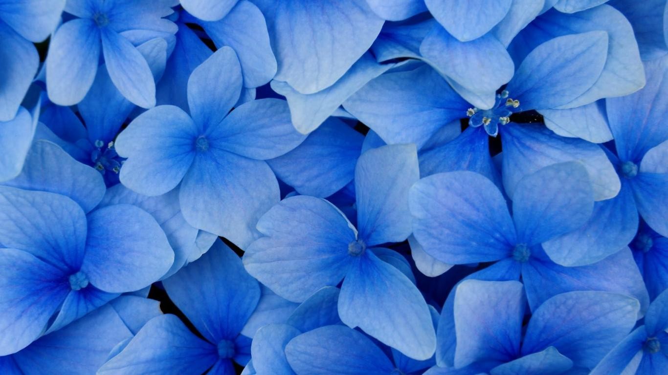 Nature Blue Background Flowers Petals Flower