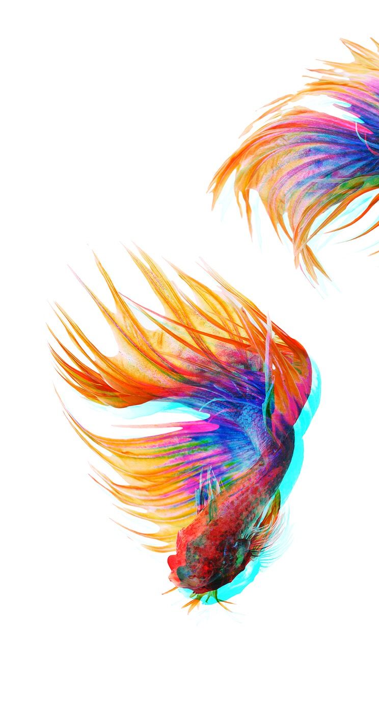 Beta Fish Pisces iPhone Wallpaper Background Lockscreen With
