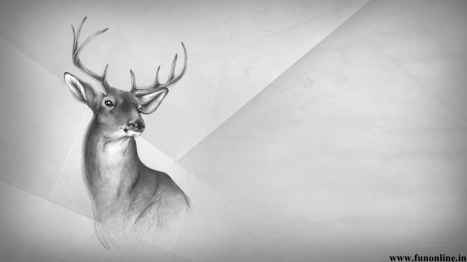 Deer Wallpaper Beautiful For Desktop