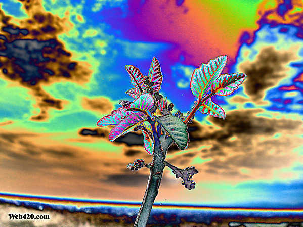 Psychedelic Nature Category Wallpaper Image