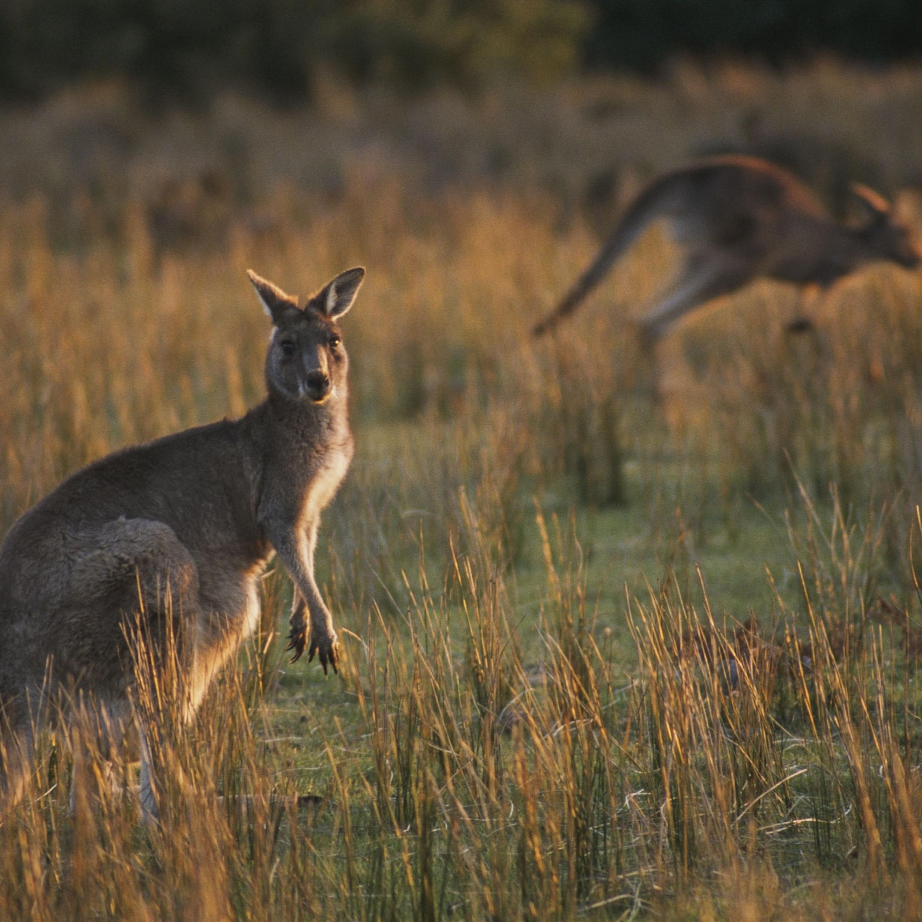 Hunting Kangaroos in Australia Drives Controversy
