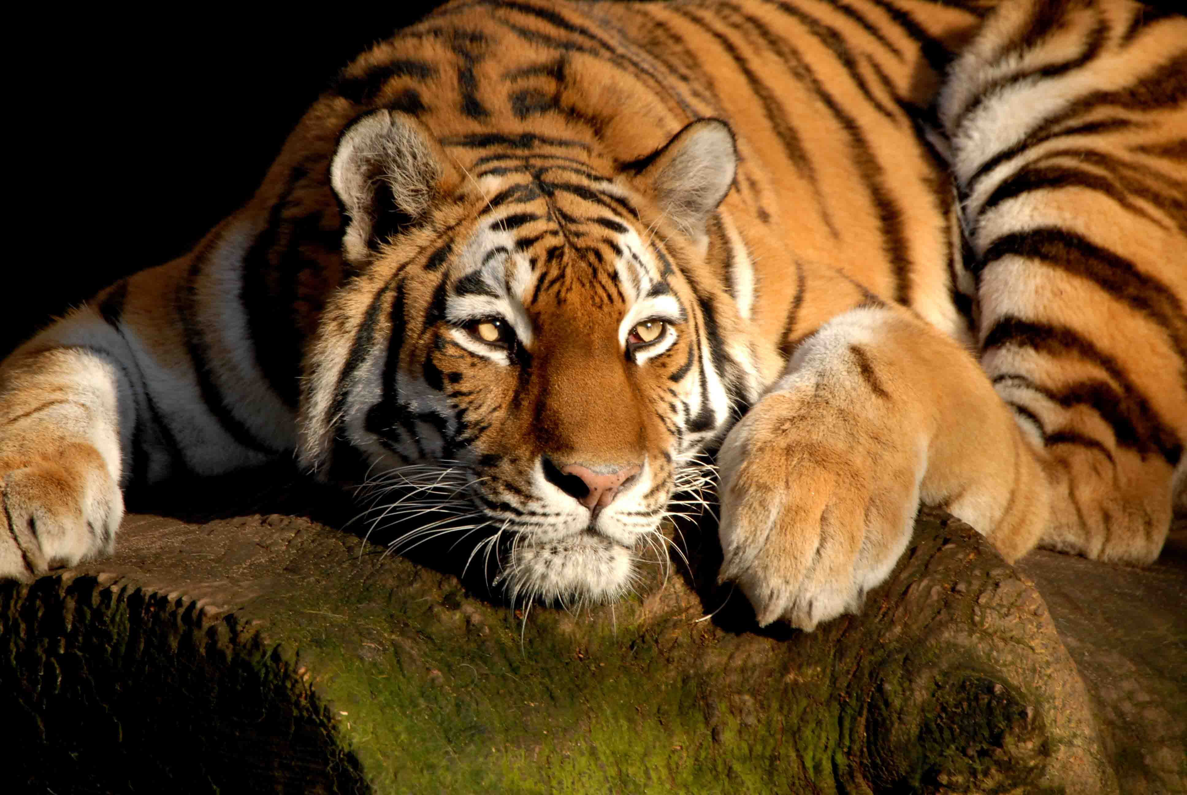 Desktop Tiger Wall Mural 3d HD Picture Design For