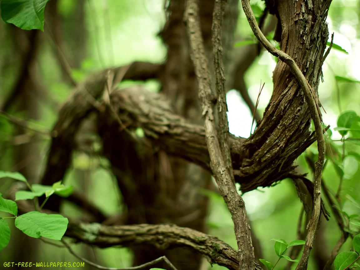 Tree Branch Wallpaper