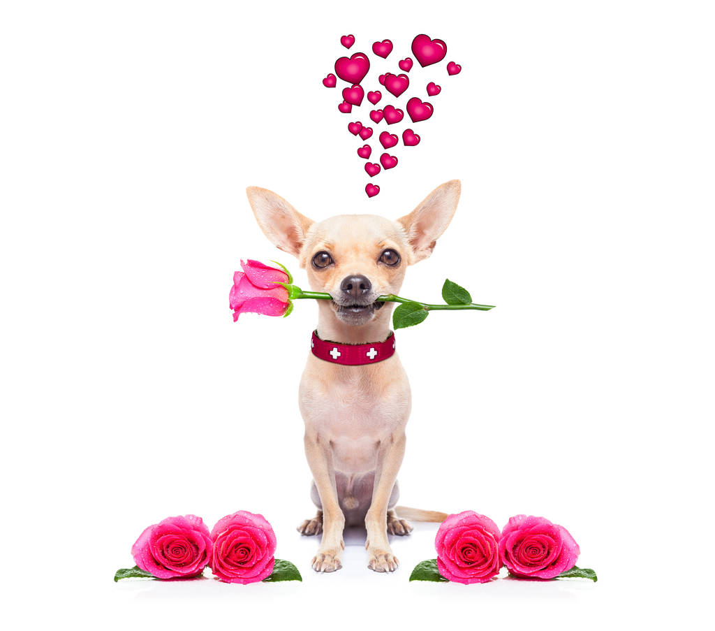 Valentine S Day Dog Wallpaper The Most Beautiful In World