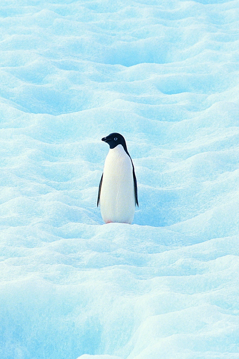 Wallpaper Small Penguin North Snow iPhone 4s
